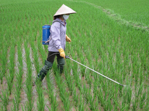 Nông dân xã Nhuận Trạch (Lương Sơn) chăm sóc, phòng bệnh cho lúa chiêm – xuân.