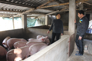Chăn nuôi lợn quy trình sạch, hộ tham gia mô hình tổ hợp tác khu II, thị trấn Kỳ Sơn (Kỳ Sơn) xuất bán từ 3 - 4 lứa lợn/năm, đầu ra sản phẩm ổn định.
