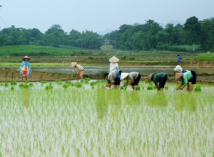 Đến ngày 20/2, huyện Lạc Thuỷ đã cơ bản cấy xong lúa vụ chiêm - xuân, đạt 100% kế hoạch (Ảnh: tập trung cấy lúa xuân trà muộn trên địa bàn xã Hưng Thi)

