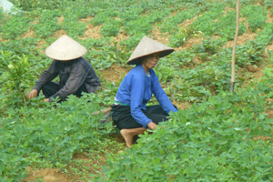 Từ vốn vay NHCSXH, nông dân xã Địch Giáo (Tân Lạc) tập trung sản xuất từng bước giảm nghèo bền vững.