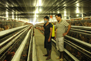 Trại chăn nuôi gà đẻ trứng xã Dân Hạ (Kỳ Sơn) vừa đi vào hoạt động trong năm 2014, cung ứng ra thị trường khoảng 8 triệu quả trứng thương phẩm.