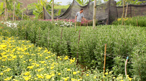 Vườn hoa của gia đình bác Linh, chị Lâm ở xóm Nghĩa (thị trấn Vụ Bản-huyện Lạc Sơn) đã cho nguồn thu lớn, gấp 10 lần  lúa.