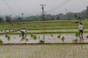 Nông dân xã Dân Hạ (Kỳ Sơn) tập trung cấy lúa vụ chiêm - xuân,  giống lúa thuần, ngắn ngày được đưa vào sản xuất đảm bảo yếu tố thời vụ. ảnh: b.m