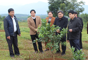 Đoàn kiểm tra đi thực tế mô hình trồng cây ăn quả tại xóm Chuông, xã Xuất Hoá, Lạc Sơn.