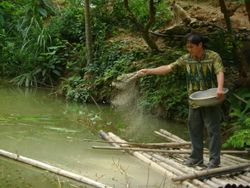 Ao cá trang trại gia đình ông Nguyễn Viết Ngân cho thu nhập mỗi năm từ 20 - 30 triệu đồng.