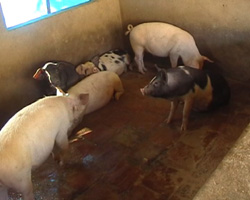 Tân Lạc phát triển nuôi lợn nái sinh sản đem lại hiệu quả kinh tế cao