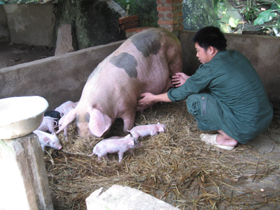 Cơ sở chăn nuôi lợn nái hậu bị để phát triển giống lợn hướng nạc được ngân hàng Nhà nước hỗ trợ 1,2 triệu đồng/hộ để xây dựng bể BIOGA.