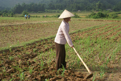 Nhờ có CLB khuyến nông mà bà con nông dân xã Cun Pheo - Mai Châu đã phát triển kinh tế - xoá đói giảm nghèo