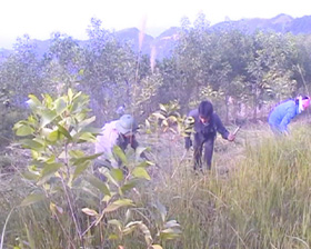 Nhân dân xã Trung Minh, TPHB tập trung phát dọn chăm sóc rừng keo năm thứ 2.