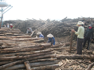 Lao động khai thác gỗ rừng nguyên liệu tại xã Lạc Thịnh (Yên Thuỷ).