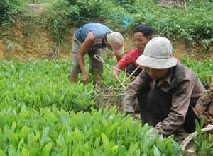 Nông dân xã Trường Sơn (Lương Sơn) chuẩn bị cây giống phục vụ trồng rừng năm 2011.