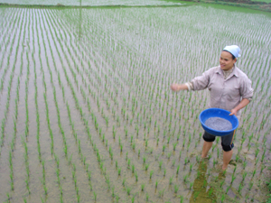 Nông dân xóm Sào, xã Hạ Bì (Kim Bôi) chăm sóc lúa chiêm xuân.