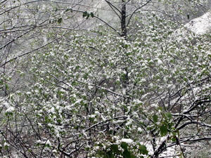 Tuyết rơi ở Sa Pa.