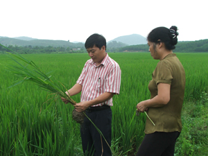 Cán bộ Chi cục BVTV kiểm tra tình hình sâu bệnh hại trên lúa xuân tại huyện Lương Sơn.