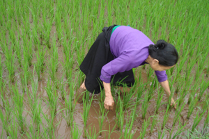 Nông dân xóm Ngọc, xã Trung Minh làm cỏ, sục bùn, đợt 1 cho lúa chiêm-  xuân.