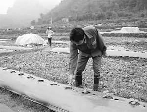 Bí thư chi bộ xóm Máy 3, xã Hòa Bình (TPHB) Hà Văn Hòa bên luống bí đỏ lấy hạt.