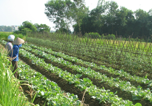 Mô hình trồng rau an toàn thực hiện tại xã Đồng Tâm (Lạc Thuỷ) từ nguồn vốn chương trình xây dựng NTM năm 2012 đem lại hiệu quả kinh tế.