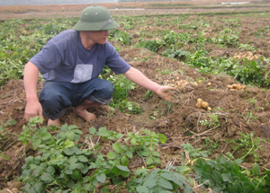 Hộ dân tộc xã Kim Bôi thu hoạch khoai tây có sự hỗ trợ giống của dự án hỗ trợ phát triển sản xuất.
