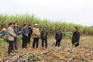 BQL Dự án Giảm nghèo tỉnh, huyện chia vui với bà con nông dân xã Bảo Hiệu (Yên Thủy) về thành công của liên kết trồng và tiêu thụ mía đường nguyên liệu.