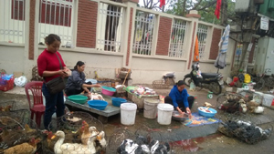 Hộ buôn bán – giết mổ gia cầm tại khu vực chợ Phương Lâm cũ (thành phố Hòa Bình) chưa thực hiện các biện pháp phòng dịch cúm gia cầm.