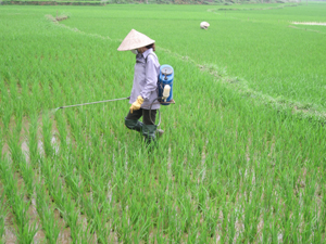 Nông dân xã Lạc Long (Lạc Thủy) phòng trừ sâu bệnh cho lúa chiêm xuân.