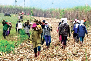 Người dân xã Vầy Nưa (Đà Bắc) thu hoạch mía đường nguyên liệu  do Dự án giảm nghèo của huyện đầu tư.