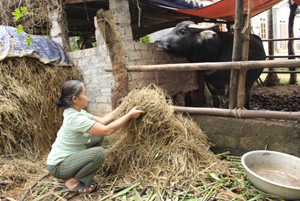 Nông dân xóm Lũy, xã Phong Phú (Tân Lạc) chủ động nguồn thức ăn dự trữ cho gia súc vào vụ rét.