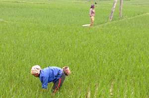 Nông dân xã Hạ Bì, Kim Bôi tập trung làm cỏ chăm sóc lúa chiêm - xuân.