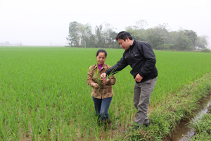 Cán bộ trạm BVTV huyện Lương Sơn điều tra đối tượng sâu bệnh hại trên trà lúa chiêm - xuân xã Nhuận Trạch.