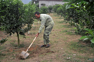 Từ vốn vay ưu đãi của NHCSXH, gia đình anh Bùi Văn Tuấn, xóm Hồng Vân, xã Bắc Phong (Cao Phong) đầu tư vào trồng cam ổn định cuộc sống.