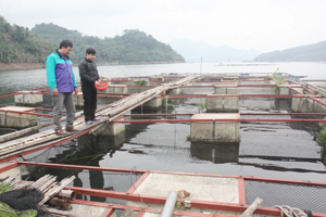 Mô hình nuôi cá của HTX dịch vụ sản xuất, kinh doanh nông - lâm nghiệp Hiền Lương (Đà Bắc) cho doanh thu bình quân 300 triệu đồng/năm.