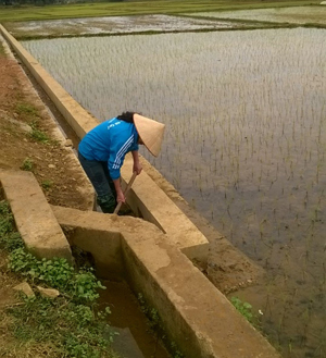 Nông dân thôn Sấu Thượng, xã Thanh Lương (Lương Sơn) lấy nước vào ruộng lúa vụ chiêm - xuân.