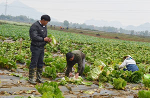 Người dân xã Ngọc Lương (Yên Thủy) thành công trong dồn điền - đổi thửa, từ đó tích cực chuyển đổi cơ cấu cây trồng, nâng cao hiệu quả sản xuất nông nghiệp.