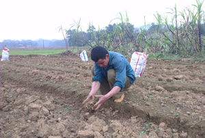 Cũng như các địa phương khác trong tỉnh, đến thời điểm này, huyện Lạc Sơn đã cơ bản hoàn thành kế hoạch gieo cấy lúa, đồng thời đẩy nhanh tiến độ trồng màu vụ  xuân năm 2016.