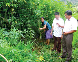 Năm 2015, giá trị giúp đỡ các xã đặc biệt khó khăn của các sở, ngành, tổ chức trong tỉnh khoảng 4 tỉ đồng. ảnh: Ban Dân tộc triển khai mô hình trồng cây lanh tại xã Hang Kia  (Mai Châu).                          
