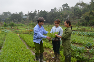 Các thành viên HTX nông sản hữu cơ Lương Sơn trao đổi kinh nghiệm trồng, chăm sóc rau theo phương pháp nông nghiệp hữu cơ.

