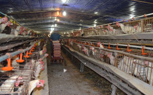 HTX Trung Sơn, xã Đồng Tâm (Lạc Thủy) chuyên chăn nuôi  gà lấy trứng, tạo việc làm ổn định cho 4 lao động  với mức thu nhập 4,5 triệu đồng/người/tháng.