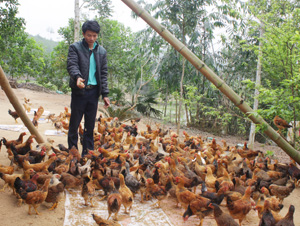 Nuôi gà ri thả vườn đang trở thành hướng đi mang lại hiệu quả kinh tế cao đối với bà con xã Chí Thiện, huyện Lạc Sơn. (Ảnh chụp mô hình nuôi gà thả vườn của gia đình ông Quách Văn Sỹ, xóm Vó 2).