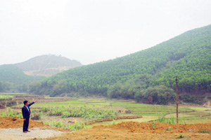 Phát triển trồng rừng đã và đang đem lại hiệu quả kinh tế lớn  cho người dân xã Hưng Thi (Lạc Thủy). ảnh chụp tại xóm Khoang.
