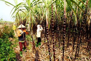 Huyện Cao Phong có 1.270 ha mía tím tiêu thụ khó khăn giá bình quân 2.500 - 3.000 đồng/cây. (ảnh: Nông dân xã Dũng Phong chăm sóc mía).