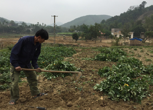 Một số hộ nông dân thôn Niếng, xã Hưng Thi (Lạc Thủy) trồng màu đem lại thu nhập cao.

