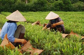 Bà con nông dân xã Phú Lão (Lạc Thuỷ) chăm sóc cây giống chuẩn bị cho kế hoạch trồng rừng năm 2010.