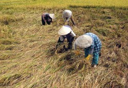 Nông dân thấp thỏm với giá lúa gạo.