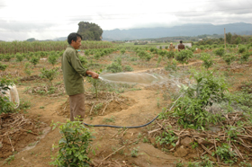 Nông dân huyện Cao Phong luôn chủ động về KHKT trong trồng, chăm sóc cây cam.