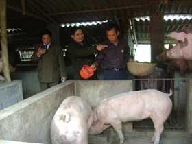Ông Nguyễn Văn Hồng (ngoài cùng bên phải) chia sẻ kinh nghiệm chăn nuôi với đại diện hội CCB huyện tỉnh.
