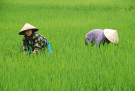 Bà con nông dân xóm Chiềng xã Vĩnh Đồng – Kim BôI
làm cỏ chăm sóc lúa chiêm xuân đợt II.
