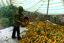 Người dân Cao Phong vui mừng vì vụ cam được mùa, được giá