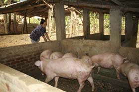 Mô hình chăn nuôi lợn thịt quy mô lớn của nông dân Mạc Thị Tĩnh xóm Nà Sò mang lại thu nhập 60 triều đồng/năm.