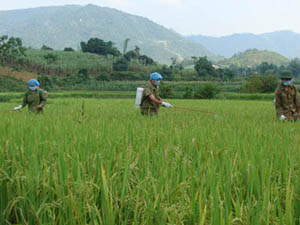Nông dân trong tỉnh tích cực phun thuốc phòng, trừ các loại sâu, bệnh hại lúa bảo đảm an toàn cho vụ sản xuất chiêm xuân thắng lợi .