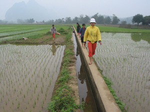 Giống lúa TB R1 được bà con nông dân huyện Kim Bôi đưa vào sản xuất.